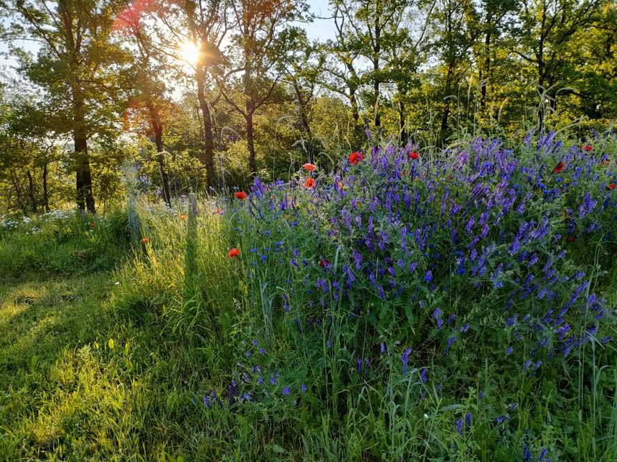 bloemenveld met zon achter de bomen