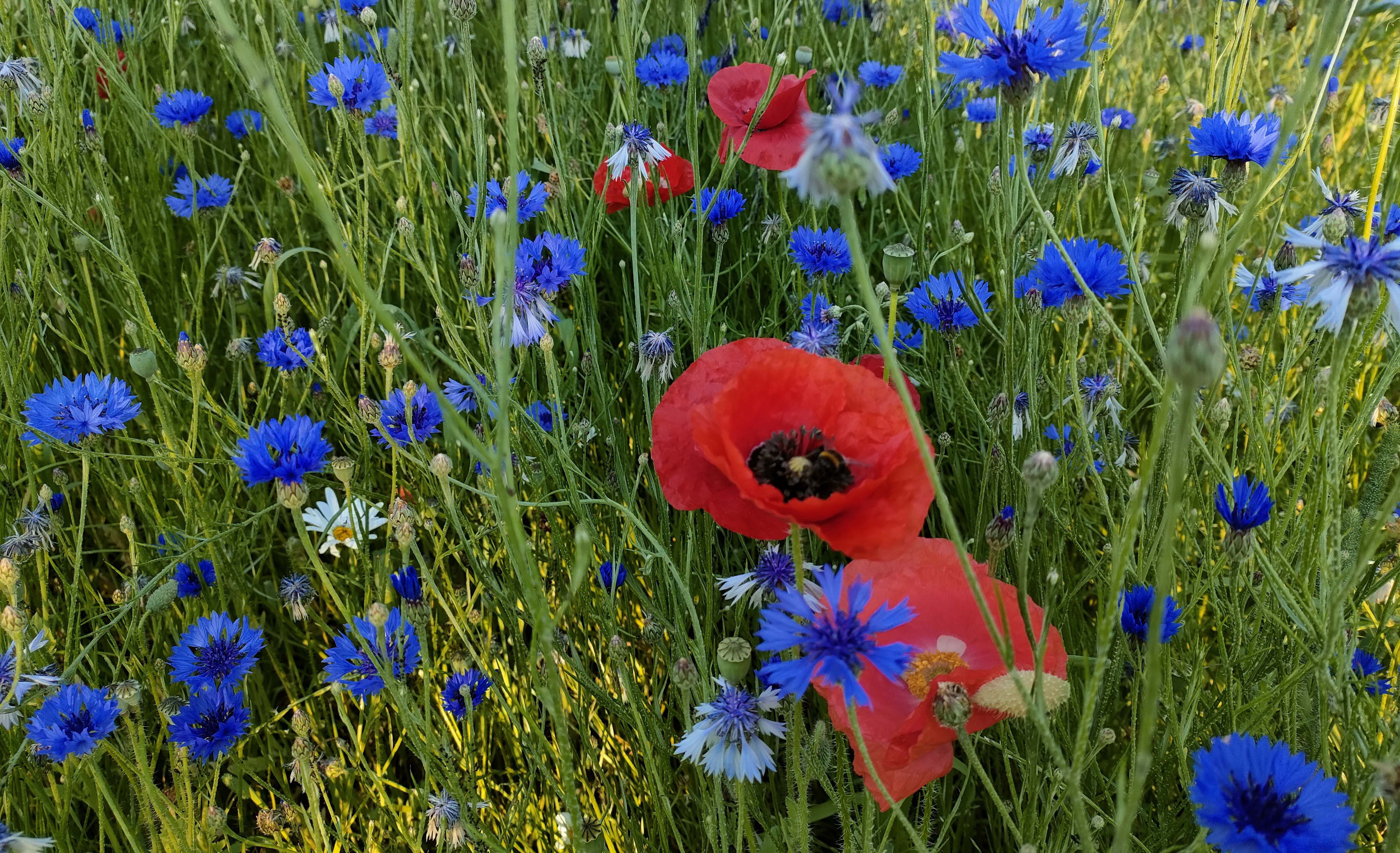 bloemenweide