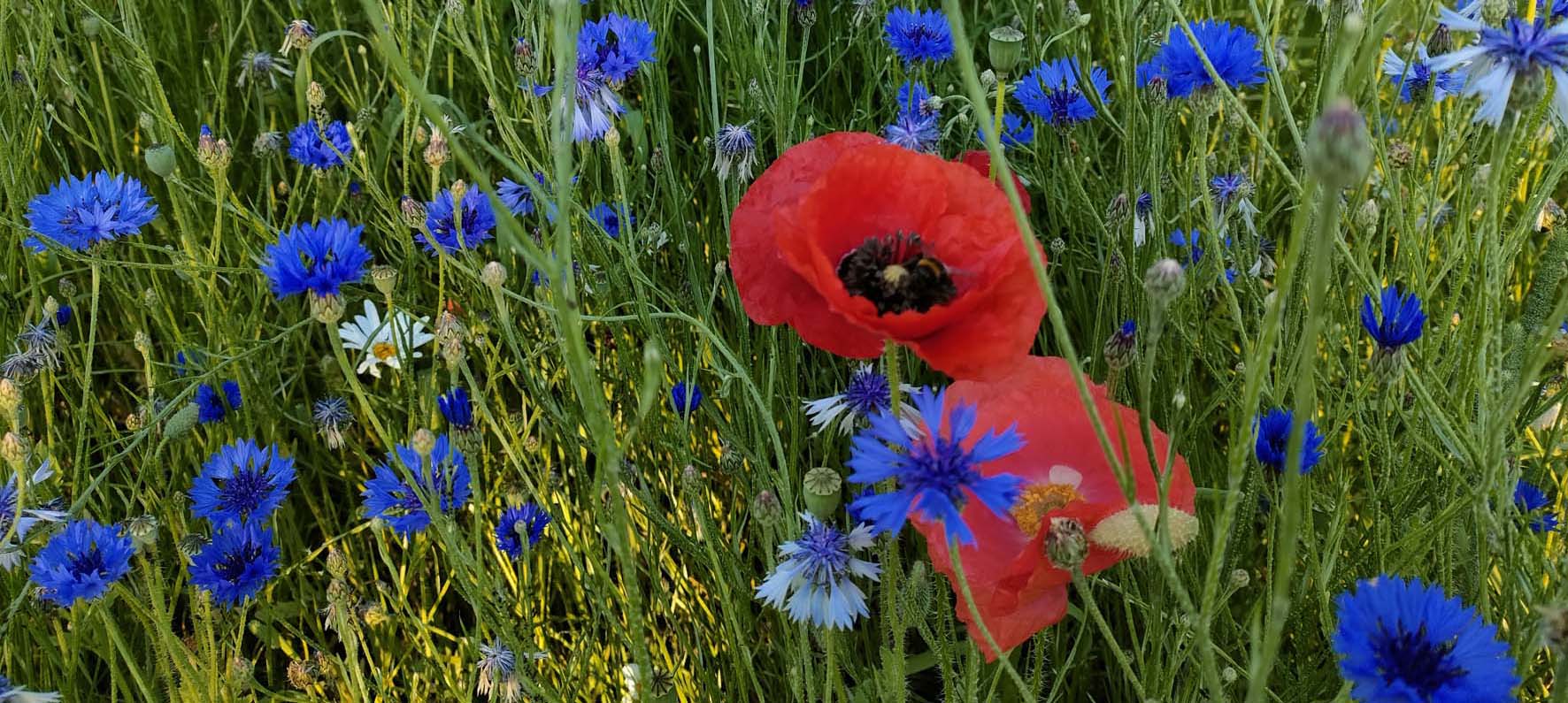 bloemenweide
