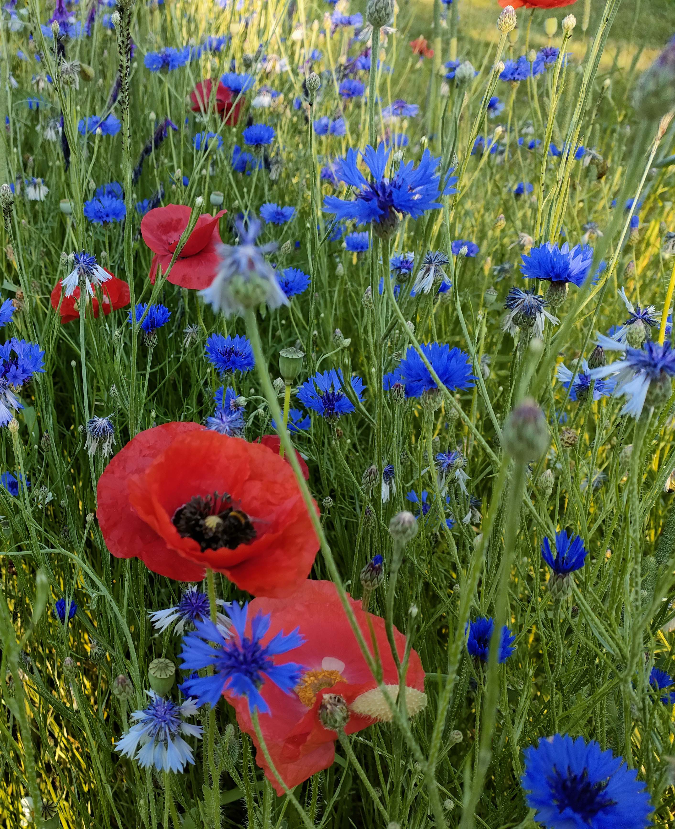 bloemenweide