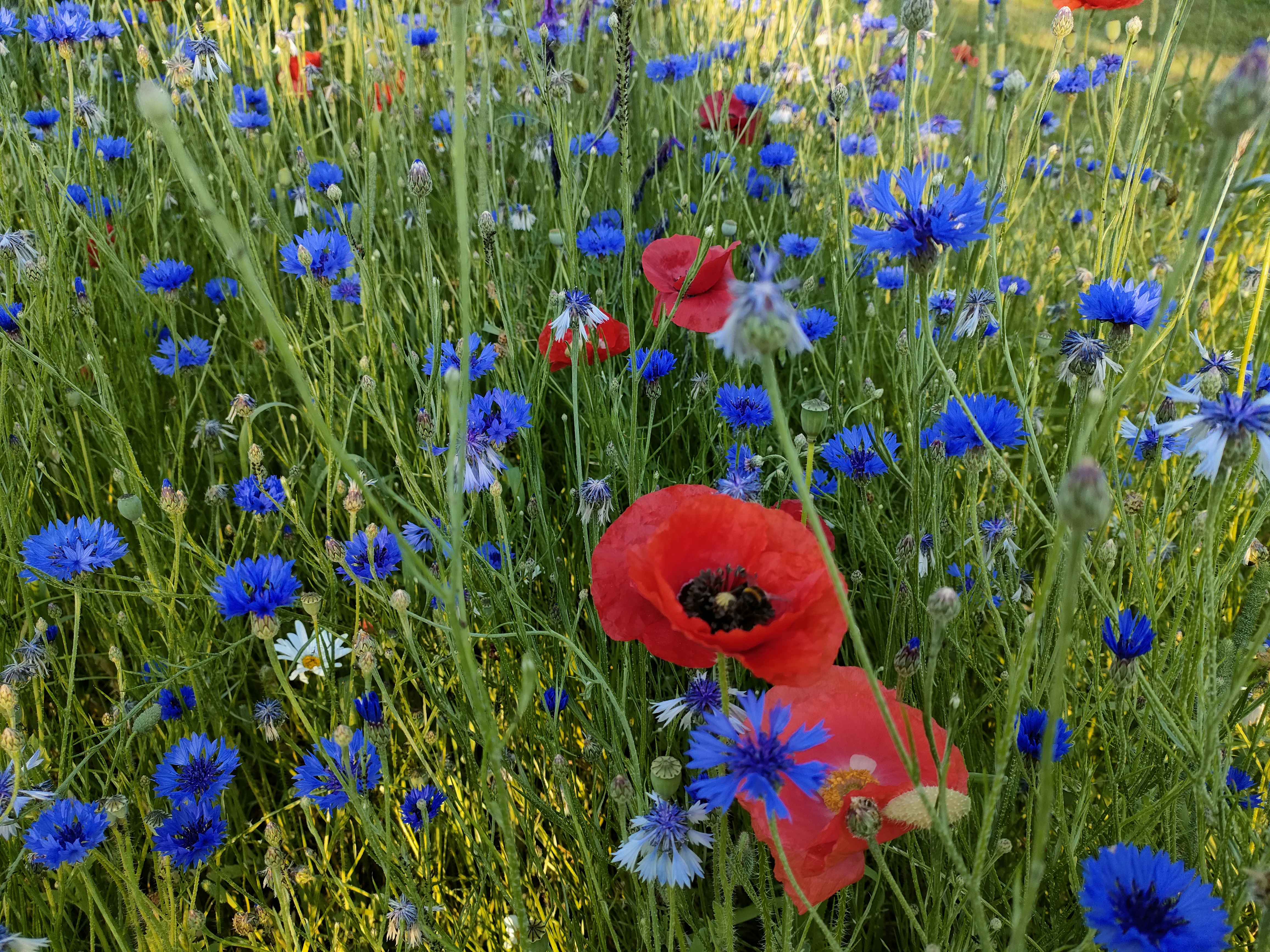 bloemenweide