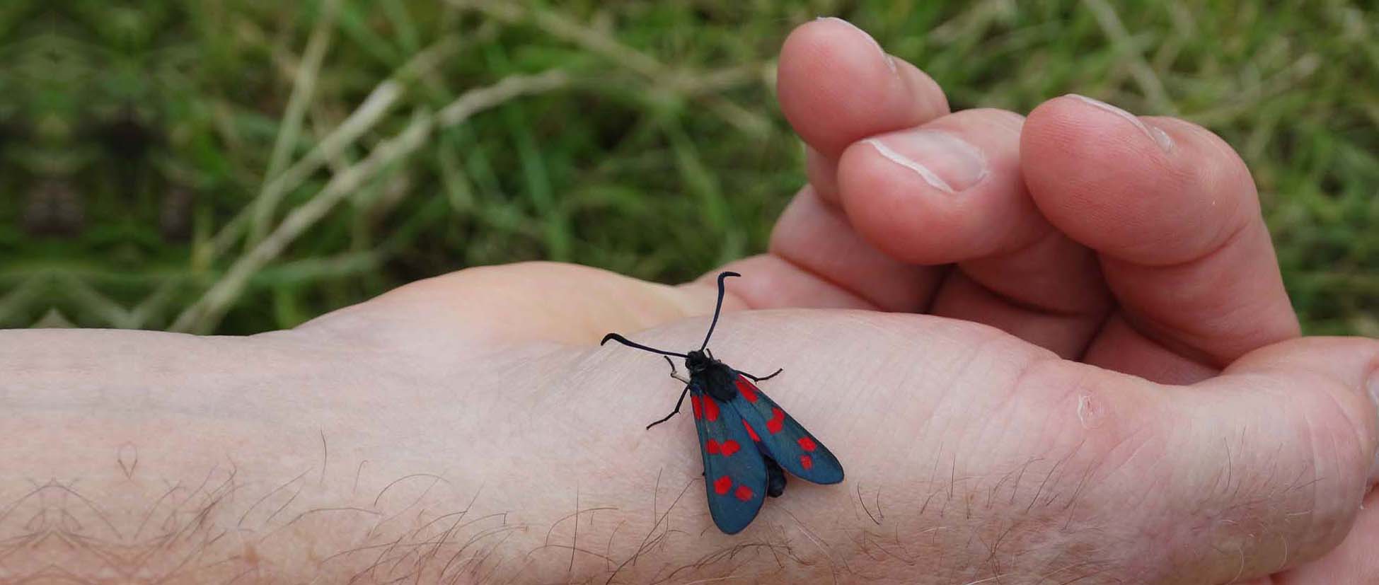 Hand van Dyon met vlinder