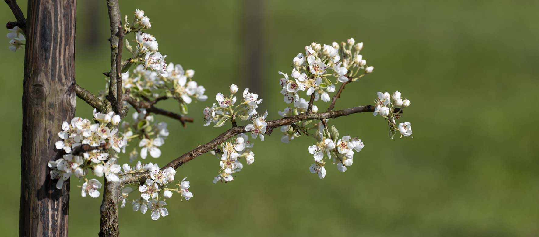 Afbeelding tak met zijtak vol met bloesem