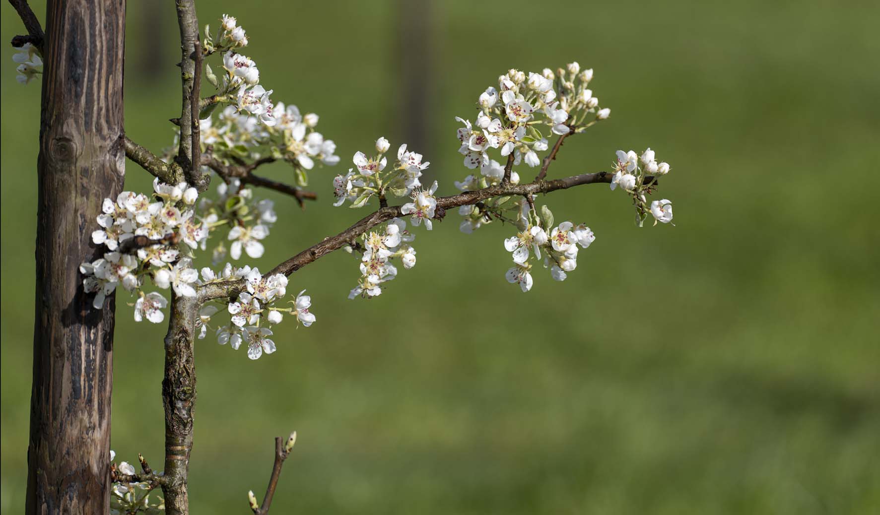 Afbeelding tak met zijtak vol met bloesem