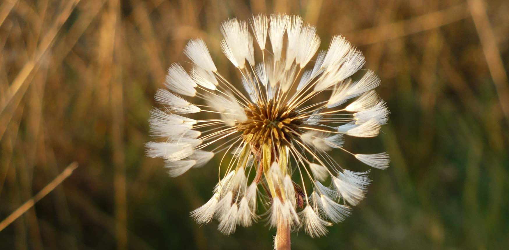 Paardenbloem met pluisjes