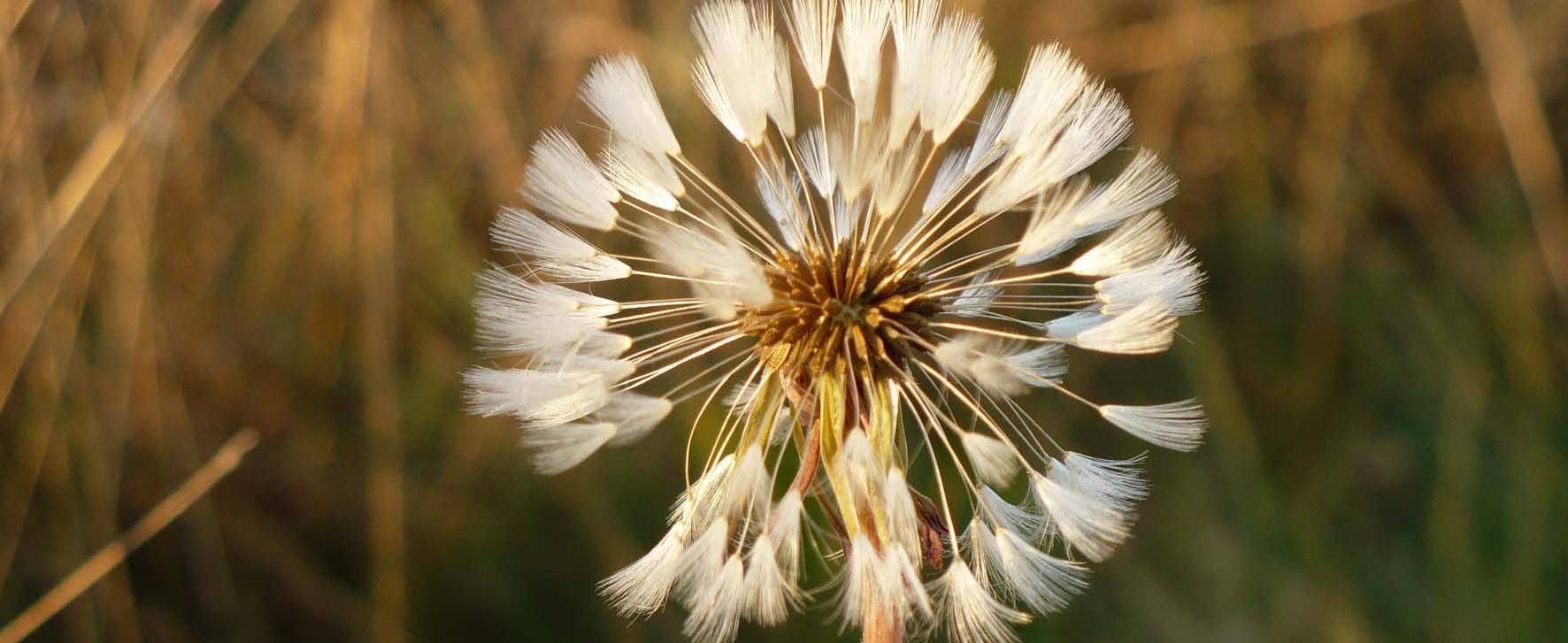 Paardenbloem met pluisjes